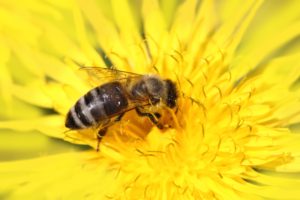 Honey Bee in the Apiary