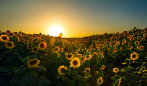 Sunflower field during Kansas sunset