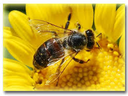 Honey Bee Education