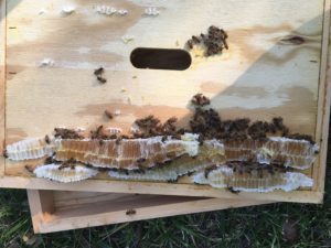 Comb built on inner cover
