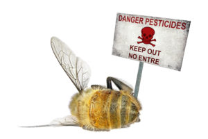 Pesticides are killing bees
