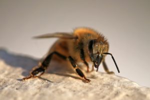 sick honeybee